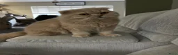 Scottish Fold cats for sale: Scottish fold male for rehoming - Advert 6