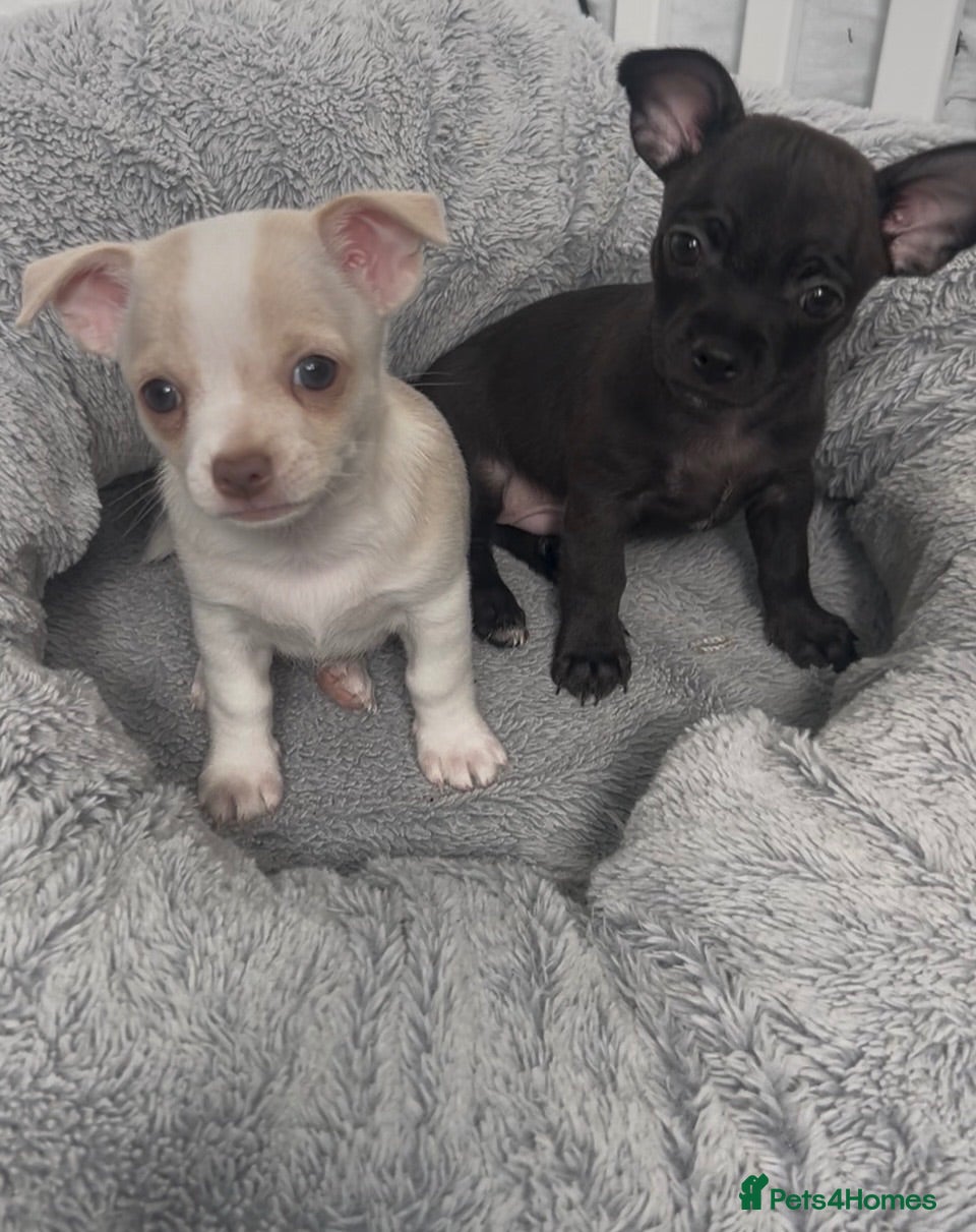 Chihuahua dogs READY TO GO Chihuahua puppies 2x boys 1x girl  - Advert 21