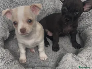 Chihuahua dogs READY TO GO Chihuahua puppies 2x boys 1x girl - Advert 5