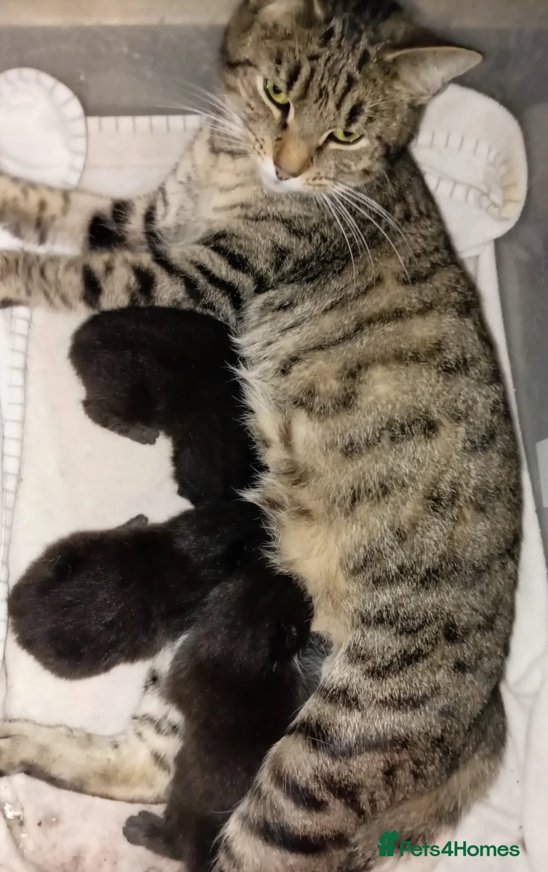 Mixed Breed cats for sale: 3 mixed breed kittens for sale - Advert 1