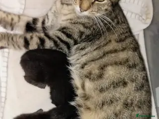 Mixed Breed cats 3 mixed breed kittens for sale - Advert 2