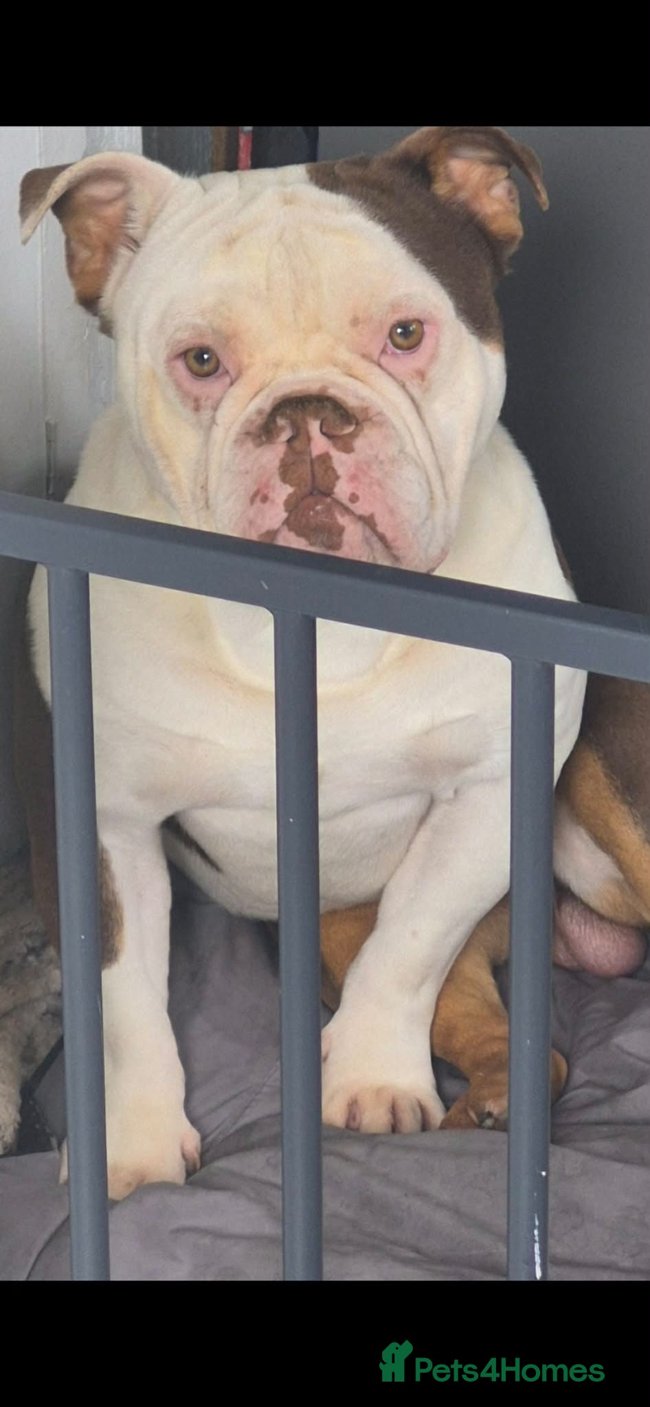 Mixed Breed dogs American x english bulldog  - Advert 12