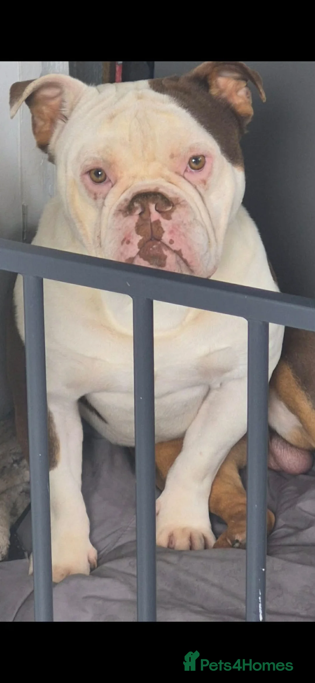 Mixed Breed dogs for sale: American x english bulldog  - Advert 1