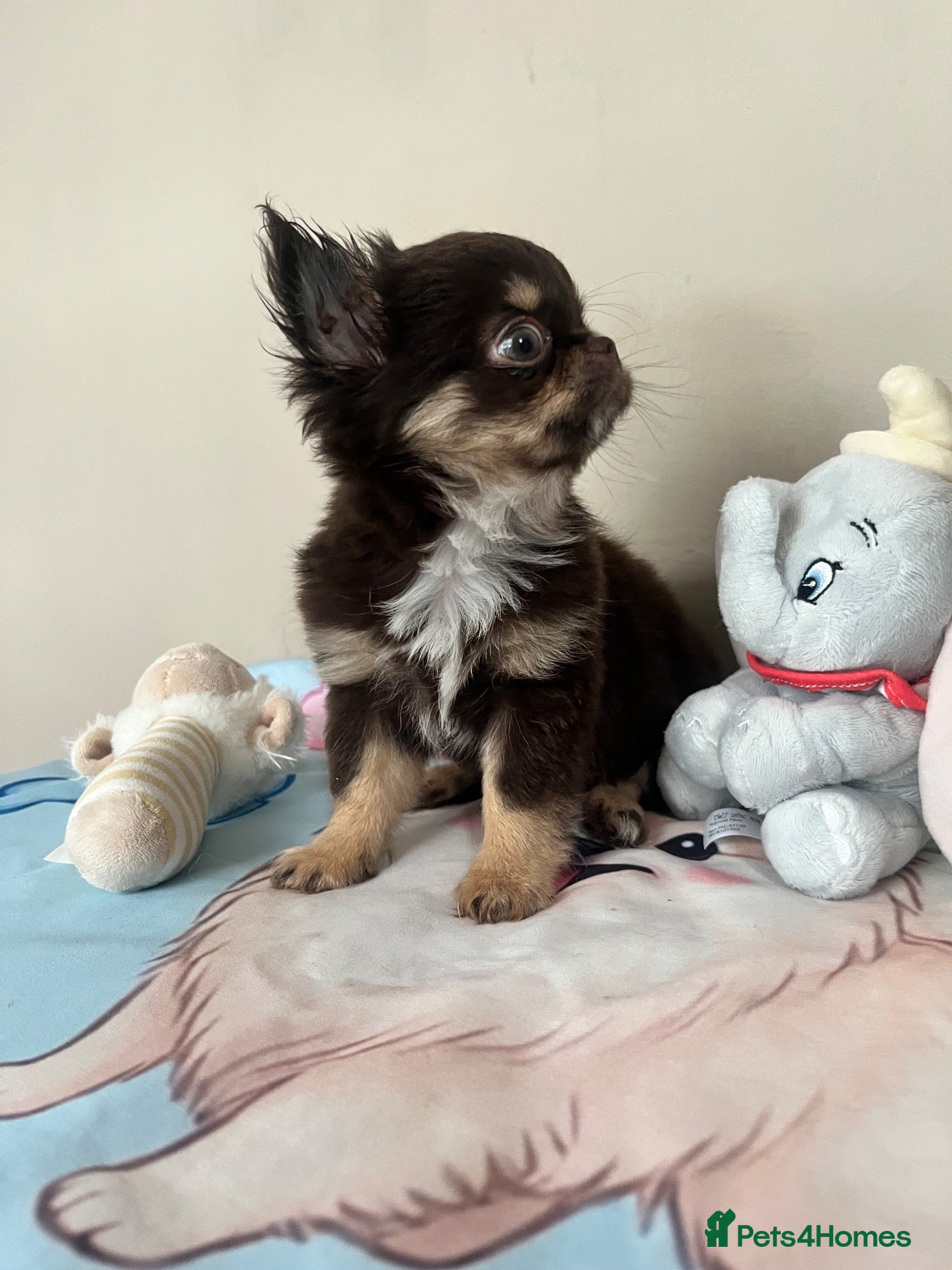 Chihuahua dogs Ready now beautiful Thai/russian chihuahuas  - Advert 13