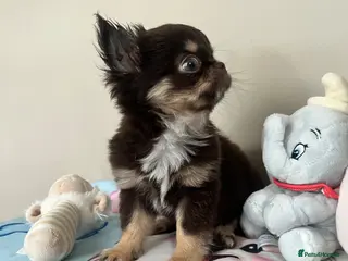 Chihuahua dogs Ready now beautiful Thai/russian chihuahuas - Advert 13