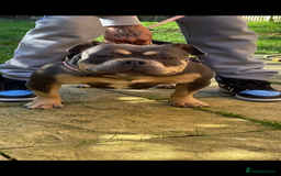 American Bully dogs for sale: Grand champion Mcloven granddaughter  - Advert 4