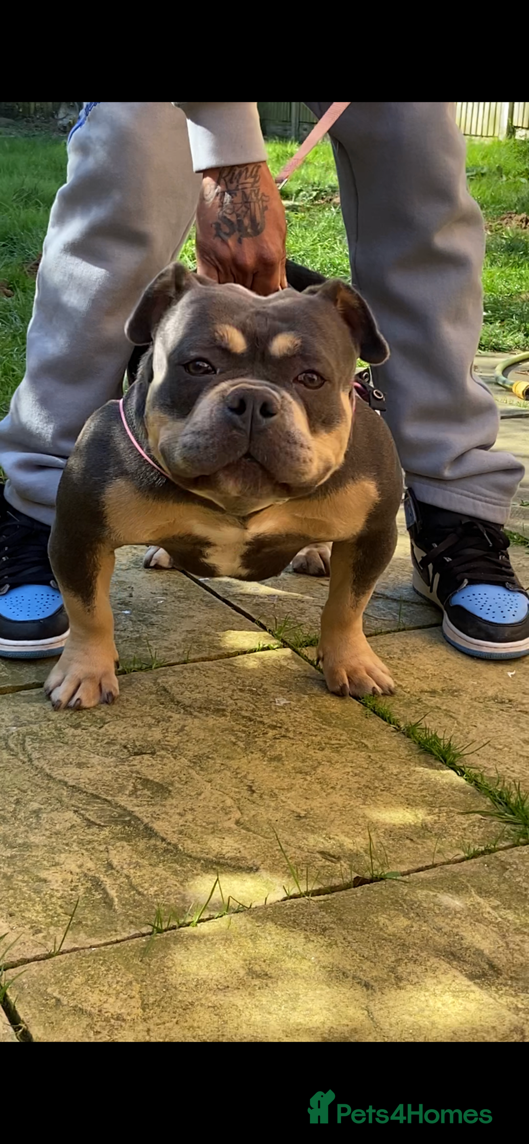 American Bully dogs for sale: Grand champion Mcloven granddaughter  - Advert 4