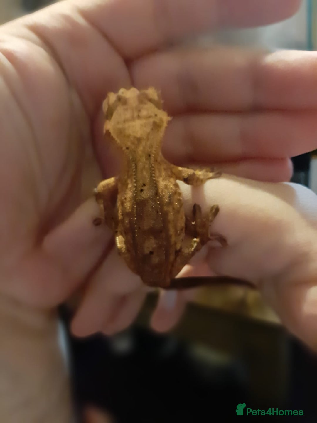 Gecko reptiles for sale: CRESTED GECKO BABIES  - Image 3