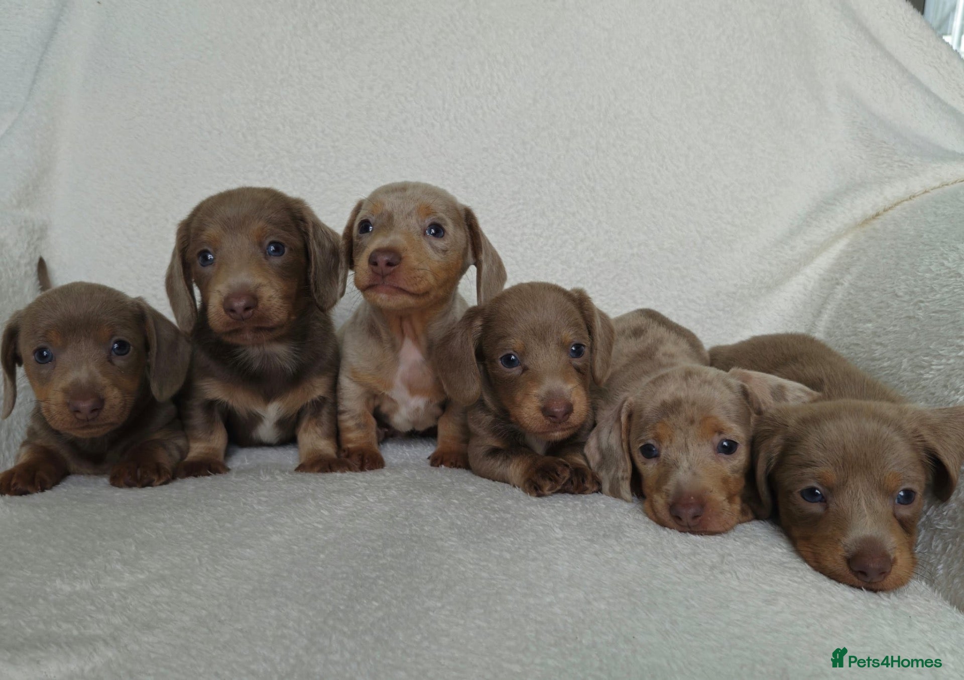 Miniature Dachshund dogs 💎 TOP QUALITY KC REG & PRA CLR MINI DACHSHUNDS💎 - Advert 1