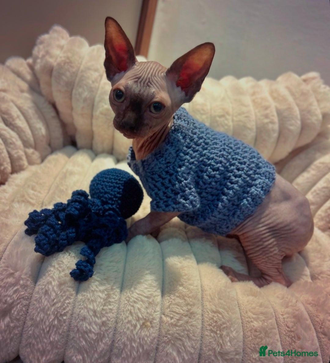 Sphynx cats for sale: Male 12 week old sphyxn - Advert 4