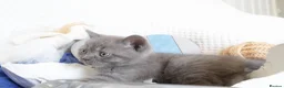 British Shorthair cats for sale: Beautiful female British Shorthair  - Advert 9