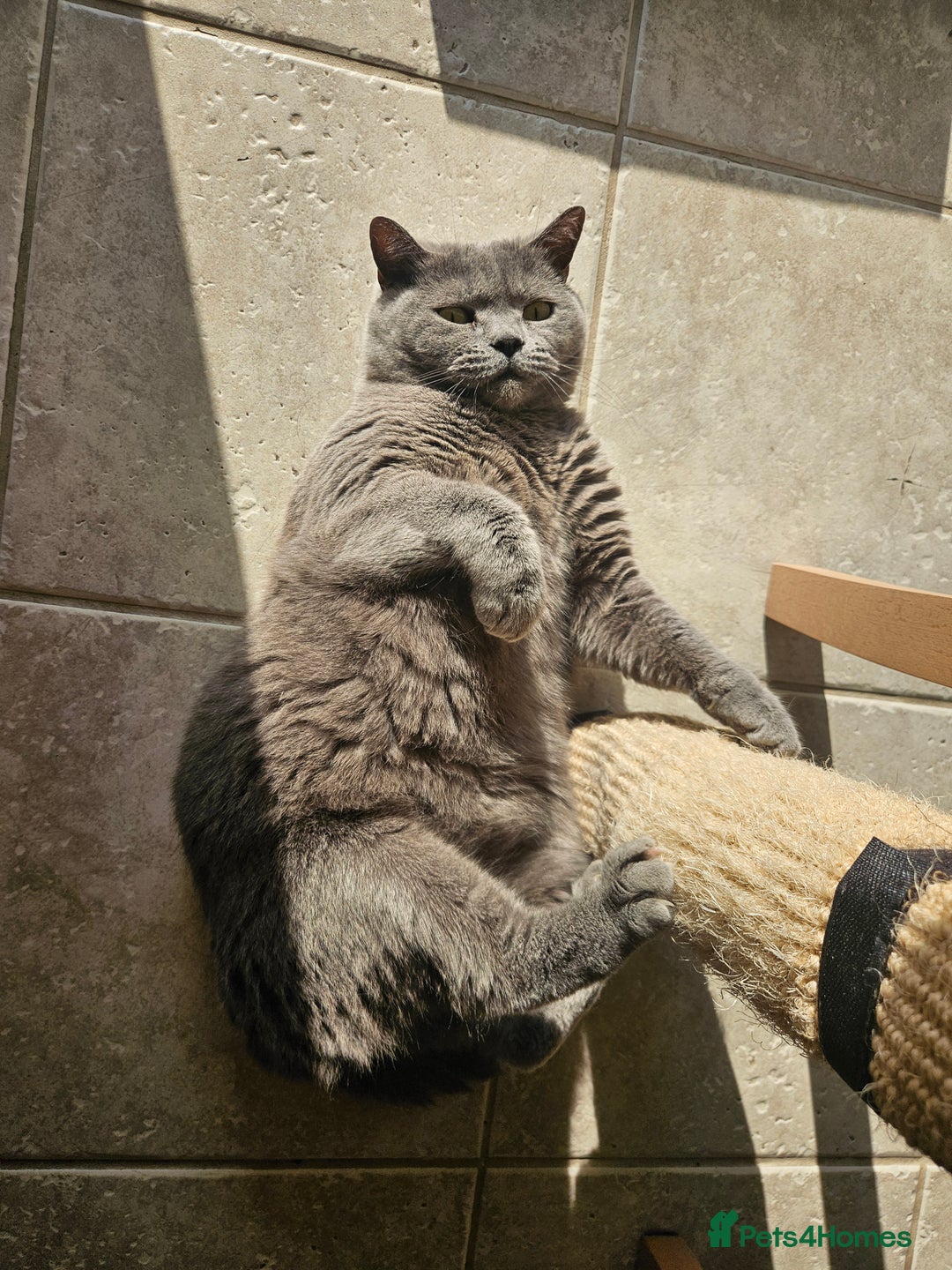 British Shorthair cats for sale: Beautiful British Blue needs a loving home - Advert 7