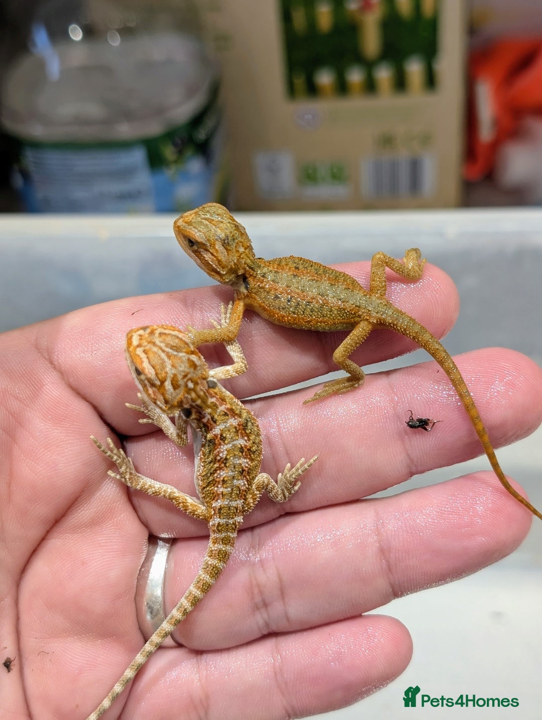 Bearded Dragon reptiles for sale: 50% red monster bearded dragons  - Image 4
