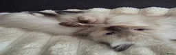 Ragdoll cats for sale: Ragdoll Kittens for sale - Advert 9