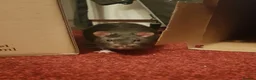 Rat rodents for sale: 2 Rats £5 to good home in London - Advert 1