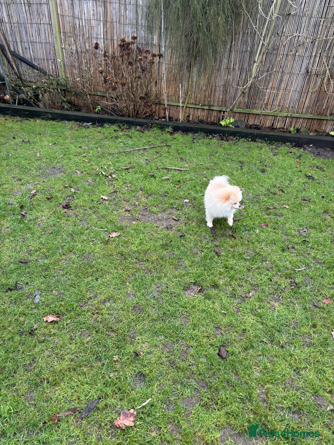 Pomeranian dogs for sale: Pomeranian males looking for there forever home  - Advert 13