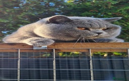 British Shorthair cats for stud: BEST QUALITY STUD -IMPORTED FROM EU in Cheltenham - Image 3