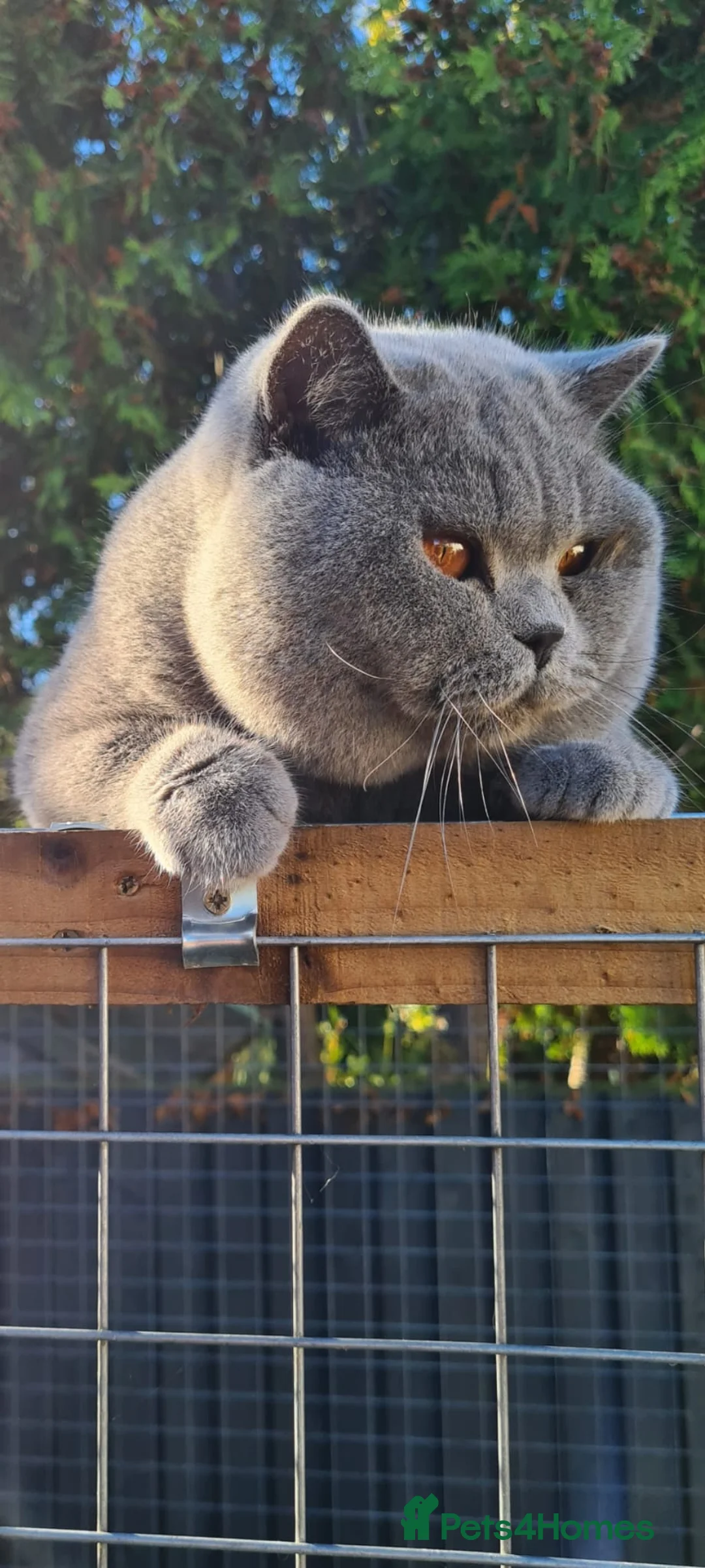 British Shorthair cats for stud: BEST QUALITY STUD -IMPORTED FROM EU in Cheltenham - Advert 3