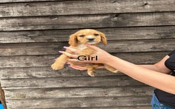 Cocker Spaniel dogs for sale: Cocker spaniel puppies  - Image 5