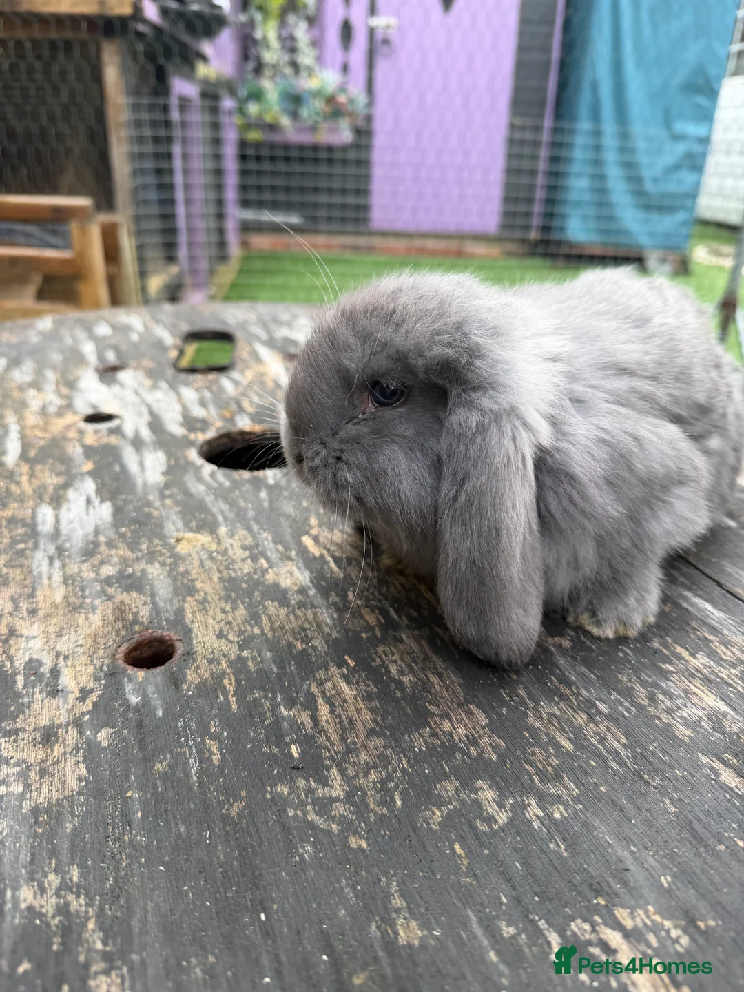 French Lop rabbits for sale: French lops  - Advert 12
