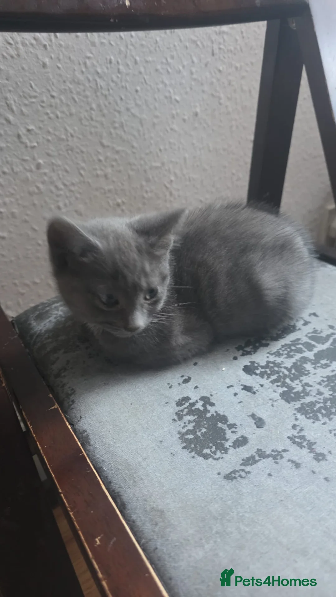 Mixed Breed cats for sale: Nebelung mixed kitten  - Advert 8