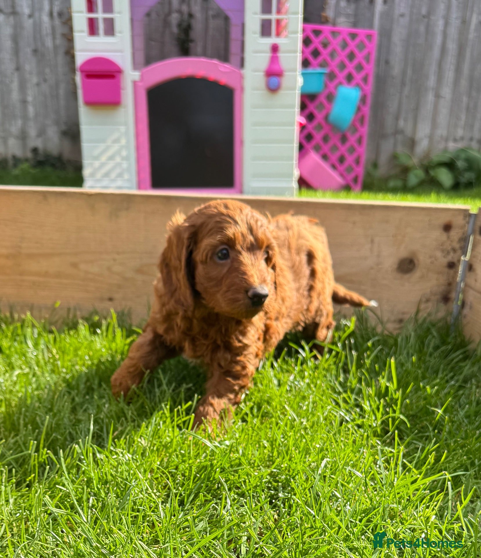 Cockapoo dogs gorgeous red boy cockapoo still available - Advert 12