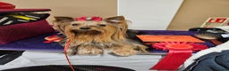 Yorkshire Terrier dogs for stud: PROVEN KC reg 2.5kg experienced STUD boy in Newton-le-Willows - Advert 13