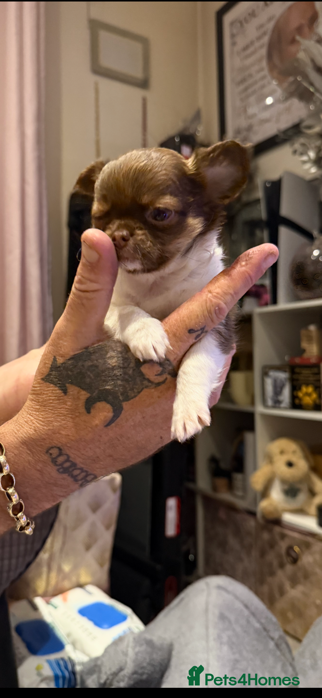 Chihuahua dogs for sale:  ❤️ K.C Registered Fluffy chocolate baby’s 🥰 - Image 12