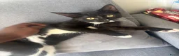 Mixed Breed cats for sale:     Adorable Black & White Tuxedo Kitten in Dartford - Advert 2