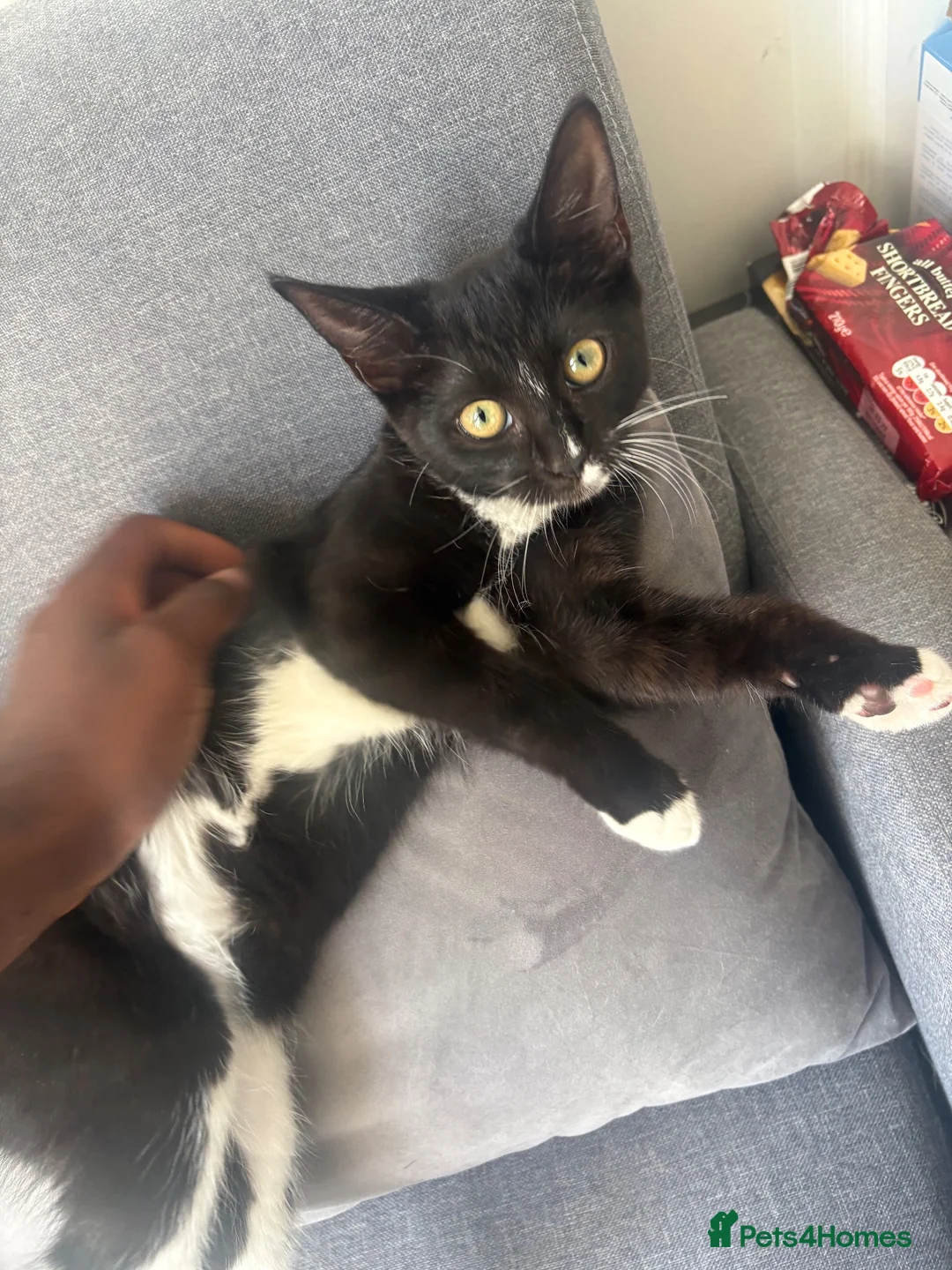 Mixed Breed cats for sale:     Adorable Black & White Tuxedo Kitten in Dartford - Advert 2