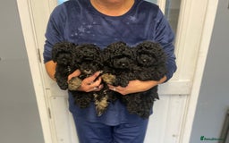 Toy Poodle dogs for sale: PEDIGREE TOY POODLES PRA CLEAR  - Advert 6