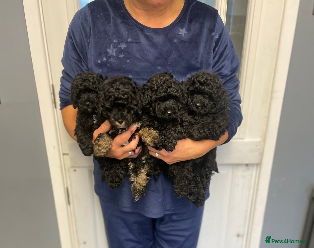Toy Poodle dogs for sale: PEDIGREE TOY POODLES PRA CLEAR  - Advert 6