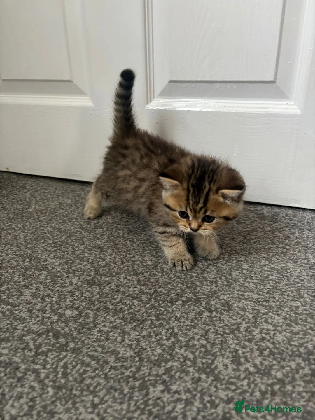 Scottish Fold cats for sale: Scottish Fold kittens - Advert 14