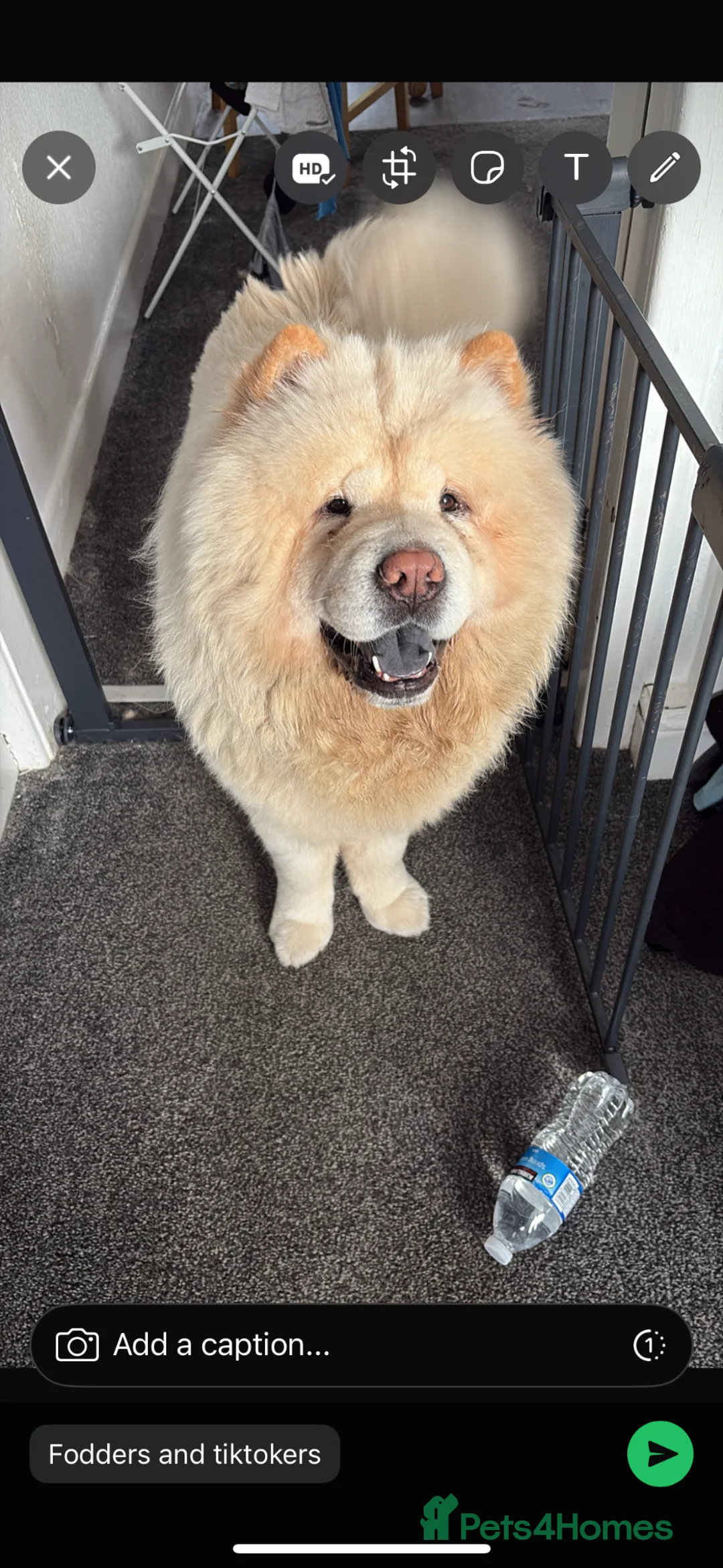 Chow Chow dogs for sale: Chow chow male - Advert 2
