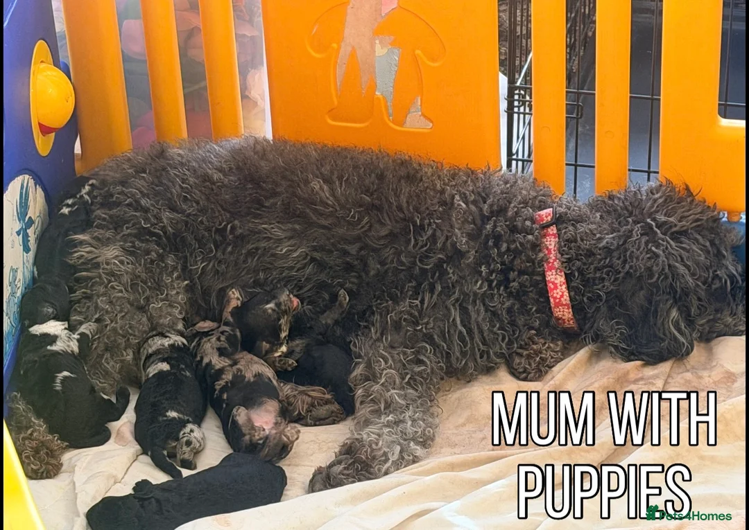 Miniature Poodle dogs for sale: Best quality Merle poodles  - Advert 2