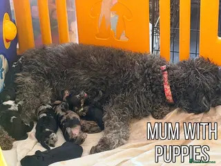 Miniature Poodle dogs Best quality Merle poodles - Advert 1