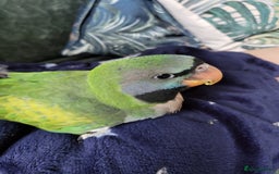 Parakeets birds for sale: Hand reared derbyan - Image 11