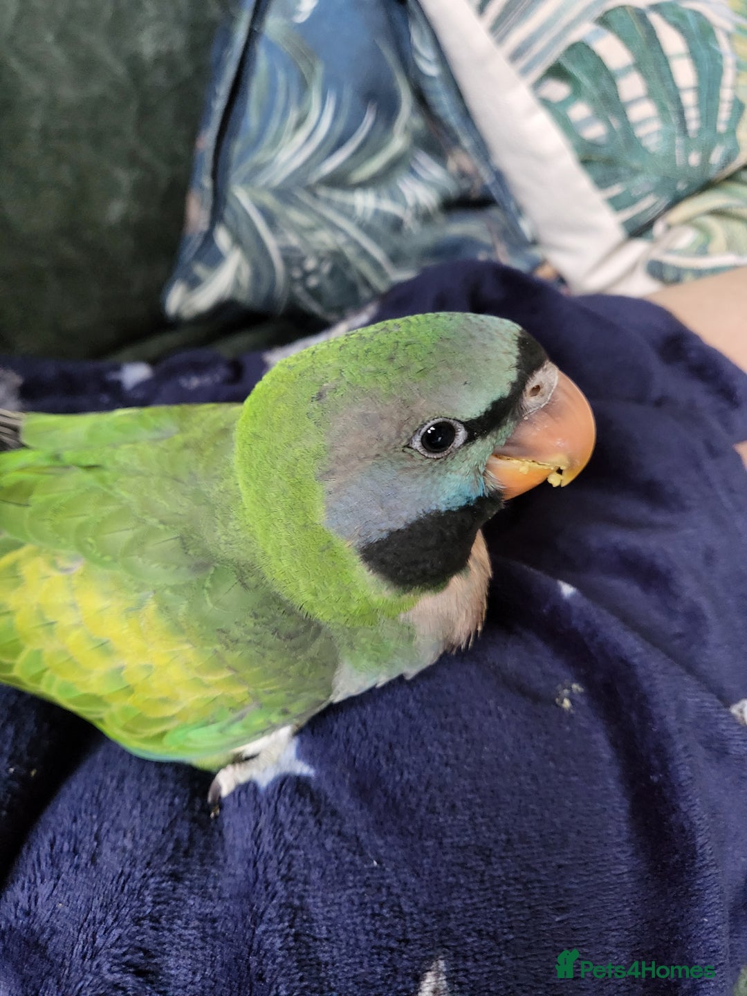 Parakeets birds for sale: Hand reared derbyan - Image 11