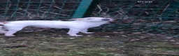 Jack Russell dogs for sale: 9 week old Jack russel male puppy  in Gravesend - Advert 2