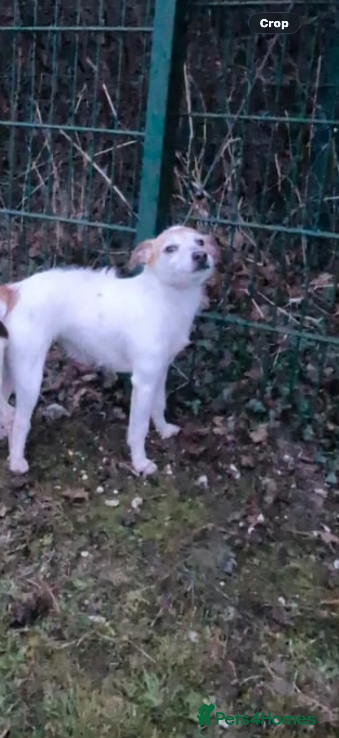 Jack Russell dogs for sale: 9 week old Jack russel male puppy  in Gravesend - Advert 2