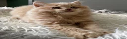 British Longhair cats for sale: **Only 2 Remaining! GCCF British LH/SH Kittens ** - Advert 12