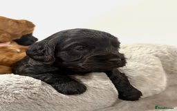 Cockapoo dogs for sale: Stunning F1 Cockpoo puppies - Image 3