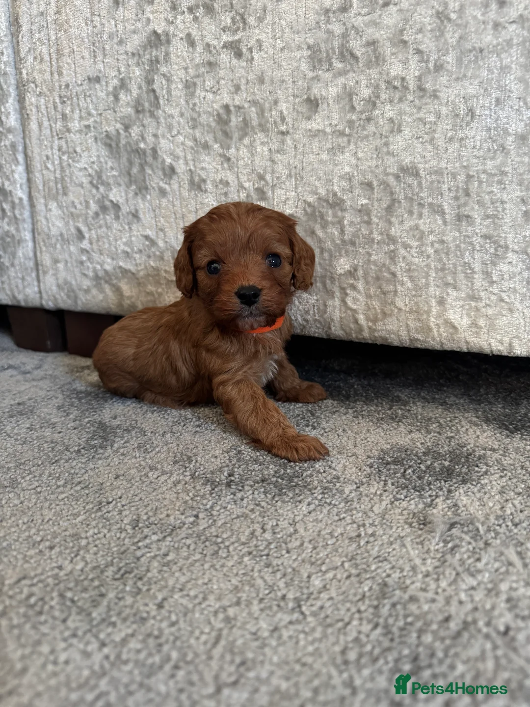 Cavapoo dogs for sale: Superb quality Cavapoo Puppies  - Advert 16
