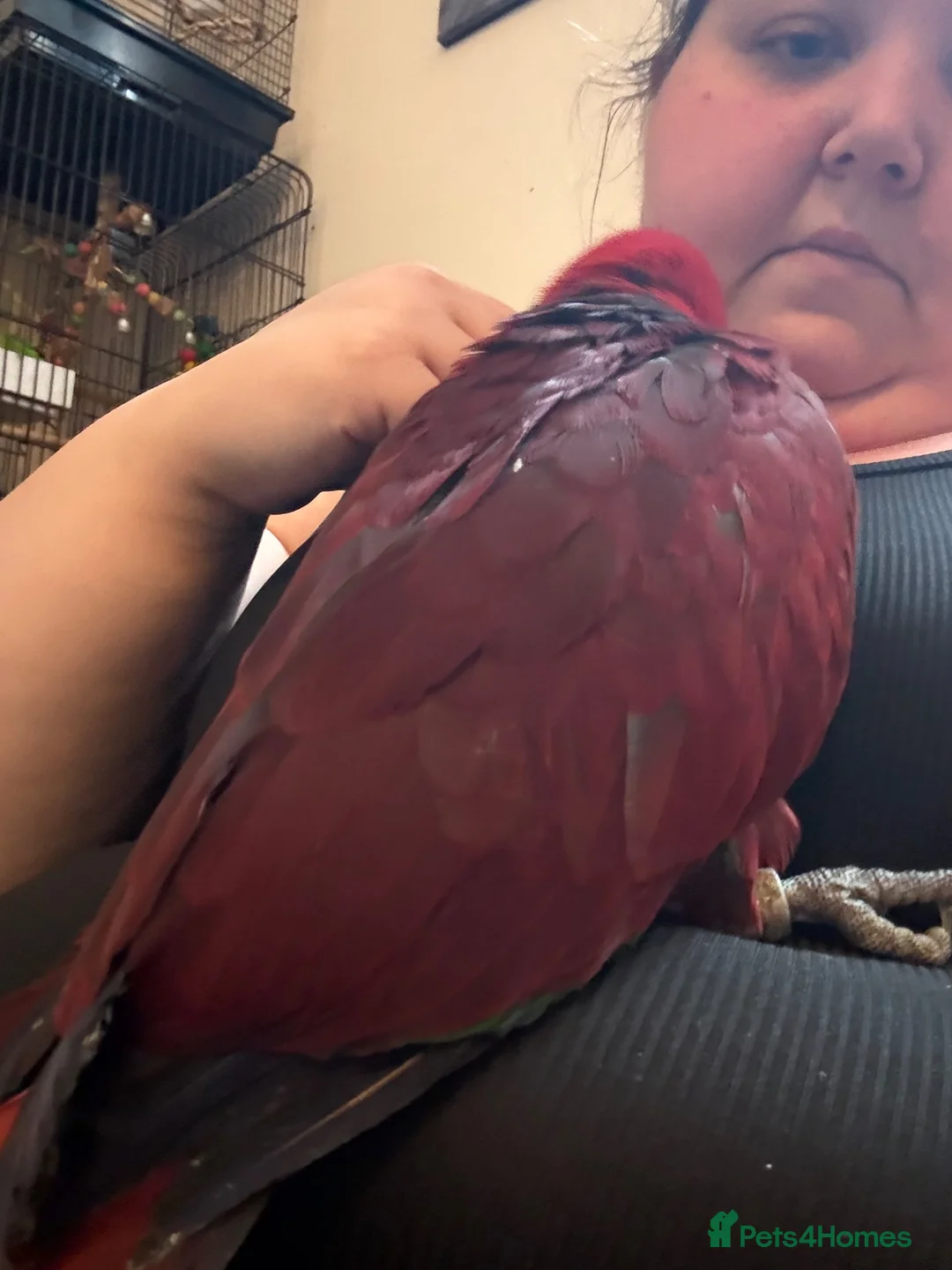 Parrots birds for sale: 10 month old female Electus  - Advert 7