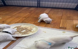 West Highland Terrier dogs for sale: Stunning Hand-Reared Westies – 4 Beautiful Boys - Image 5