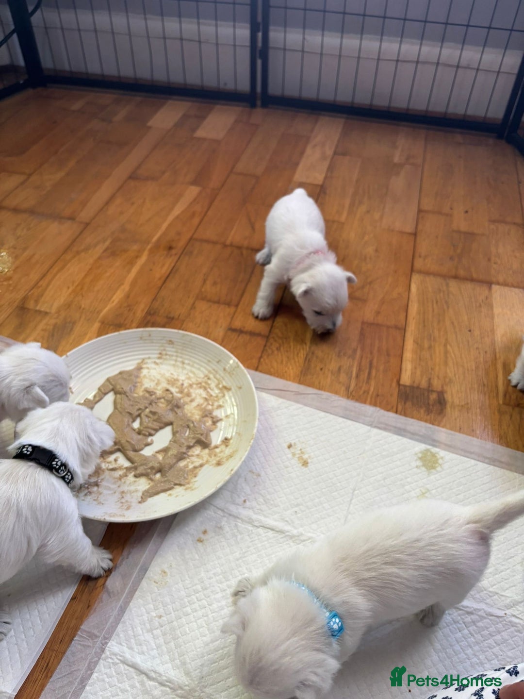 West Highland Terrier dogs for sale: Stunning Hand-Reared Westies – 4 Beautiful Boys - Image 5