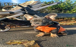 Mixed Breed dogs for sale: French bulldog x chihuahua 11 months old - Image 3