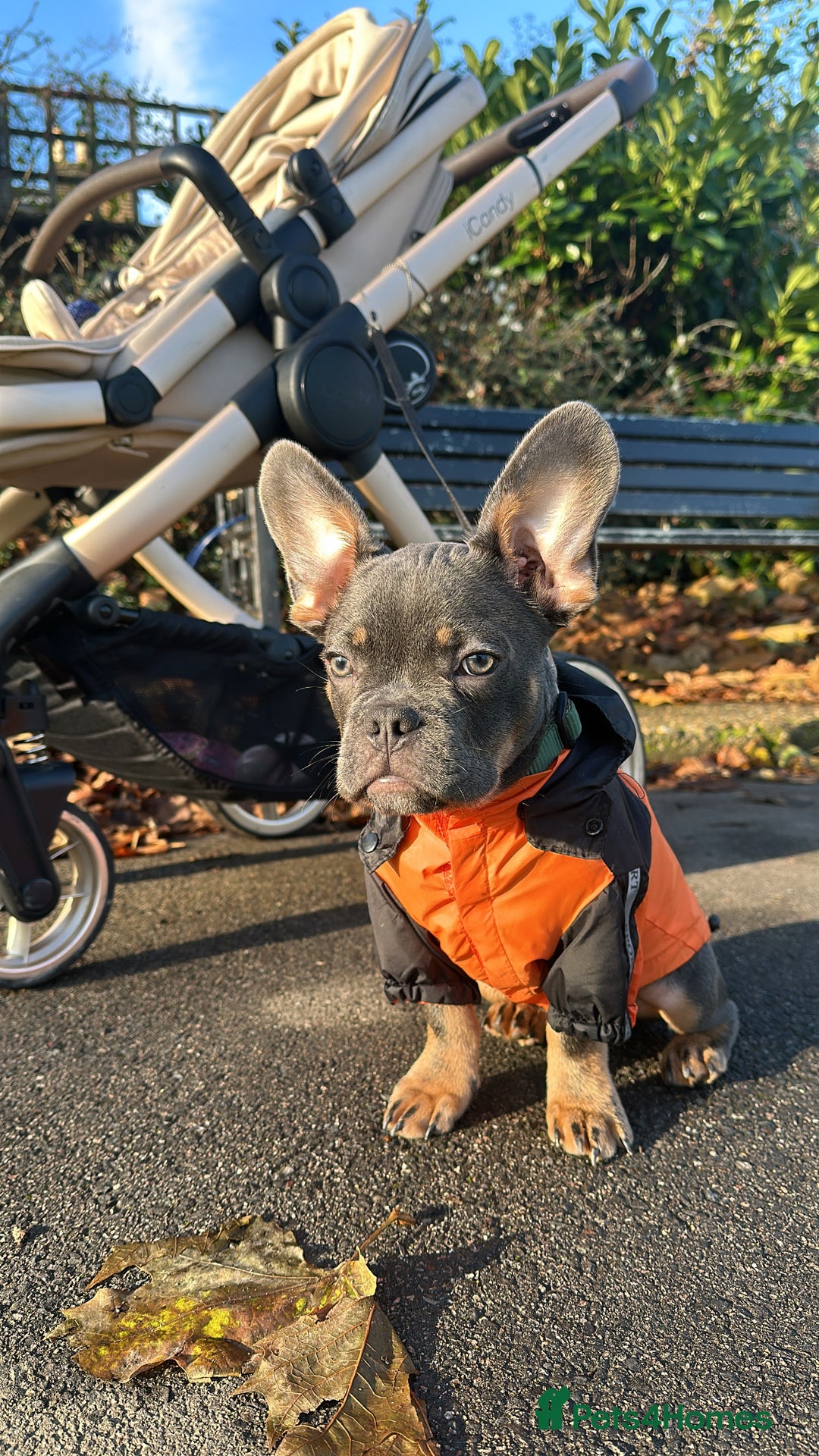 Mixed Breed dogs for sale: French bulldog x chihuahua 11 months old - Image 3