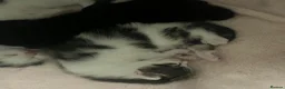 Domestic Shorthair cats for sale: 3 kittens ready for a new hom - Advert 3