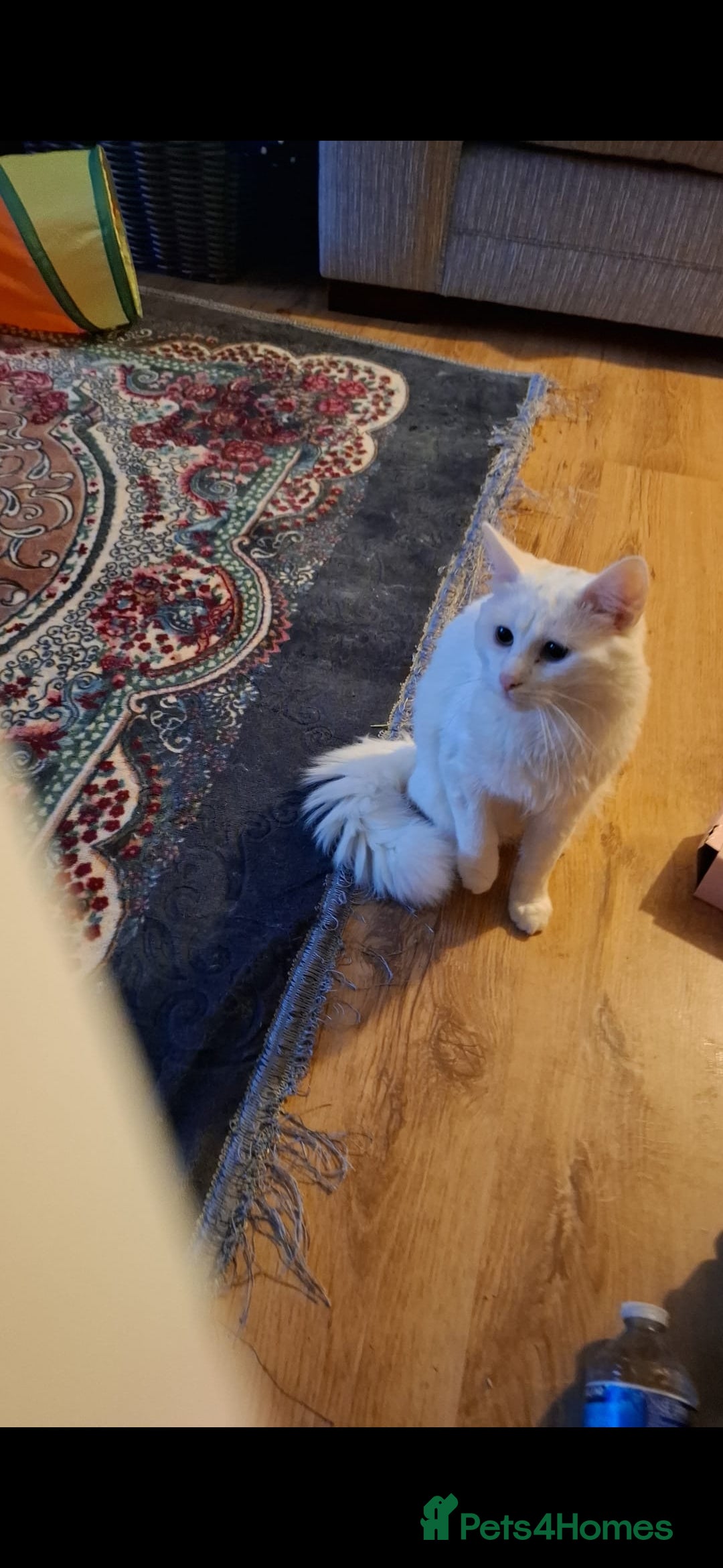 British Longhair cats for sale: Beautiful white cat - Image 1